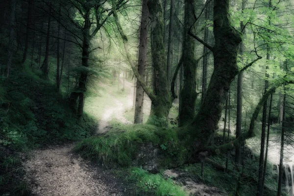 녹색 여름 어두운 숲 — 스톡 사진