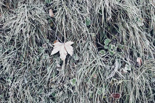 Jesienny liść na mrożone trawy — Zdjęcie stockowe
