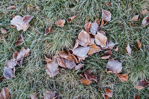 Folha de outono na grama congelada — Fotografia de Stock