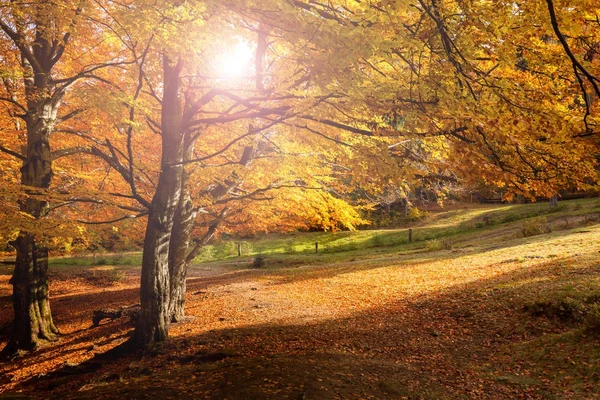Autumn sunny woodland — Stock Photo, Image