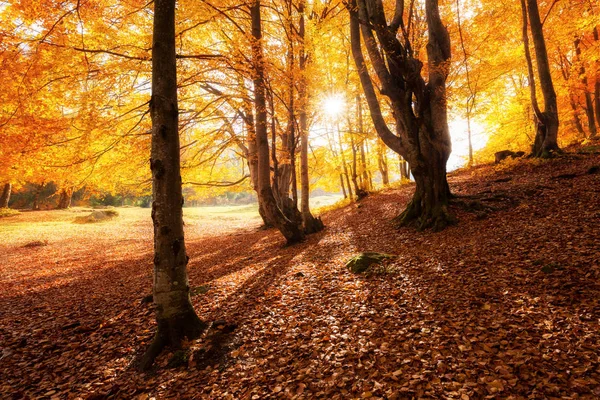 秋天的阳光林地 — 图库照片