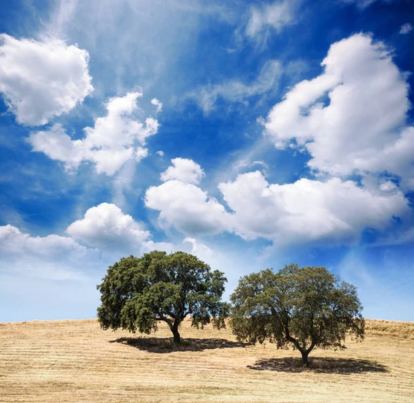 Büyük ağaç bulutlu gökyüzü tepenin üzerinde — Stok fotoğraf