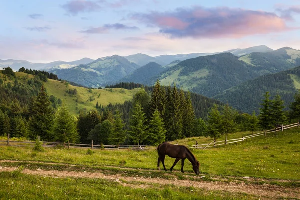 Paard op de berg heuvel grasland — Stockfoto