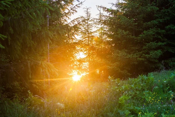 Slunné letní zelený Les — Stock fotografie