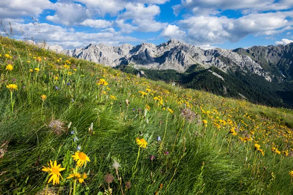 Valle alpina estiva di montagna — Foto Stock