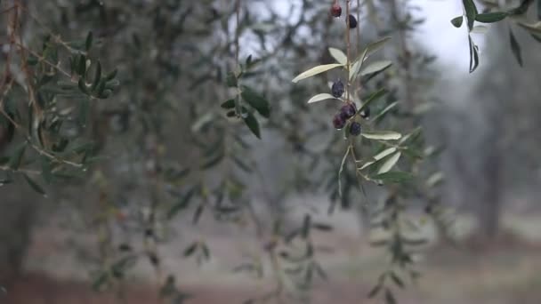 Detailní Video Olivového Stromu — Stock video