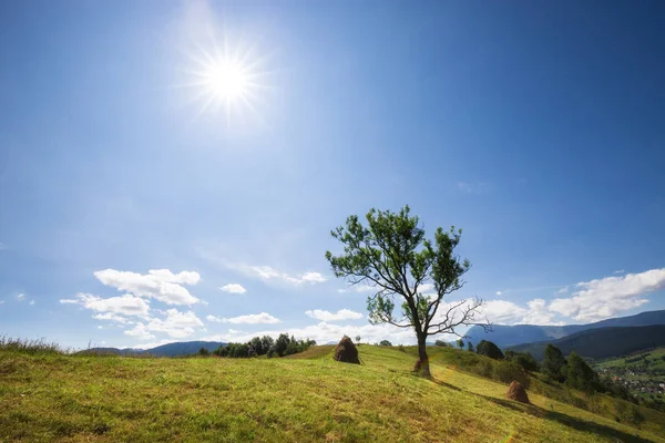 Estate variopinta montagna verde prato paesaggio — Foto Stock