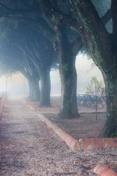 Niebla mañana parque de la ciudad —  Fotos de Stock