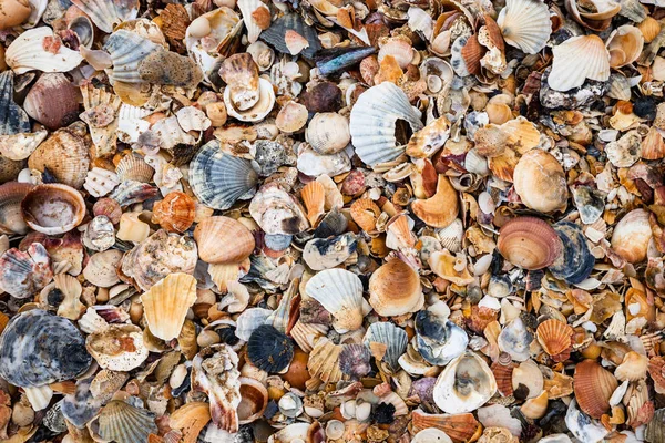 Sea shell abstraktní pozadí — Stock fotografie