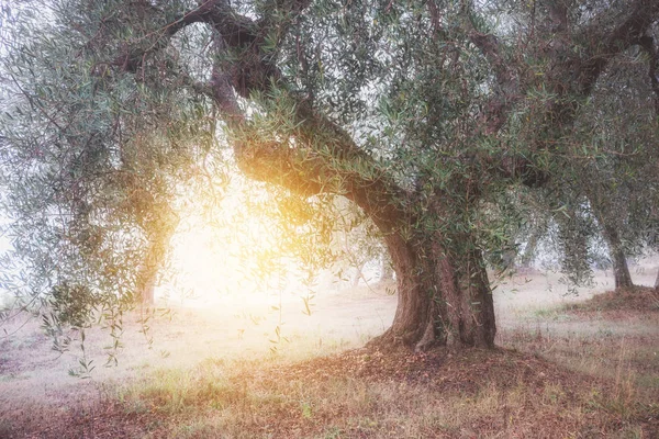 Olive tree garden — Stock Photo, Image