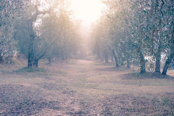 Olive tree garden — Stock Photo, Image