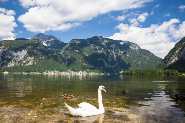 白色天鹅在阳光明媚的早晨湖 Hallstatter 看。哈尔施塔特村庄在奥地利阿尔卑斯 — 图库照片