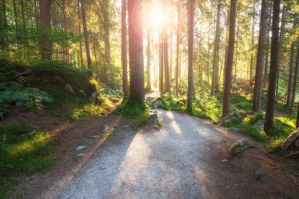 Summer forest with sunlight — Stock Photo, Image