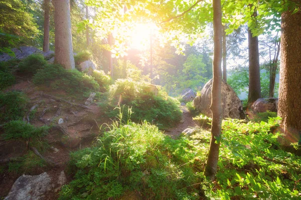 Güneş ışığı ile yaz orman — Stok fotoğraf