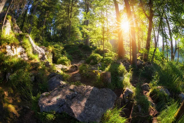 Bosque de verano con luz solar —  Fotos de Stock