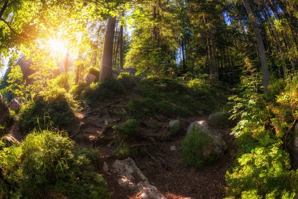 Foresta estiva con luce solare — Foto Stock