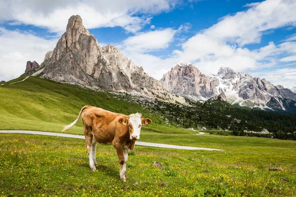 Vaca en prado alpino — Foto de Stock