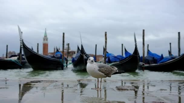 マルコ広場で波のゴンドラ ヴェネツィア イタリア — ストック動画