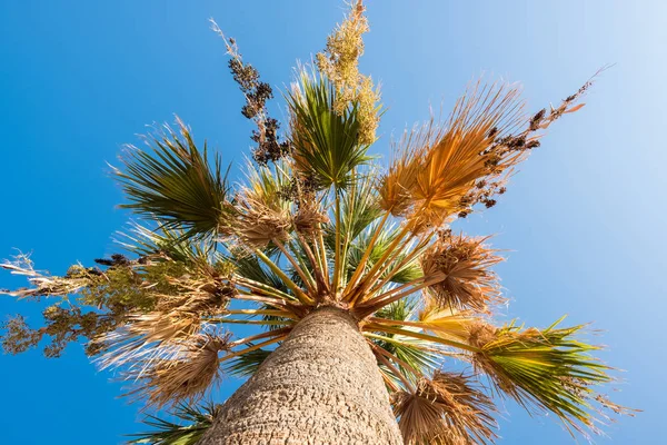 Palma na modré obloze. Tropické pláže pozadí — Stock fotografie