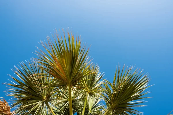 Palm tree in blue sky. Tropical beach background — Stock Photo, Image