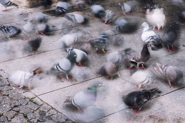 Die Bewegung der Tauben verschwimmt auf der Straße. Stadttauben fressen auf der Straße — Stockfoto
