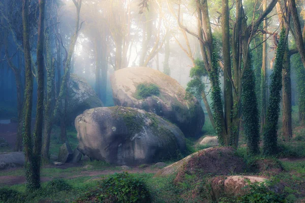 Hermoso bosque místico en una mañana de verano. Paisaje con sendero en bosque de niebla de ensueño —  Fotos de Stock