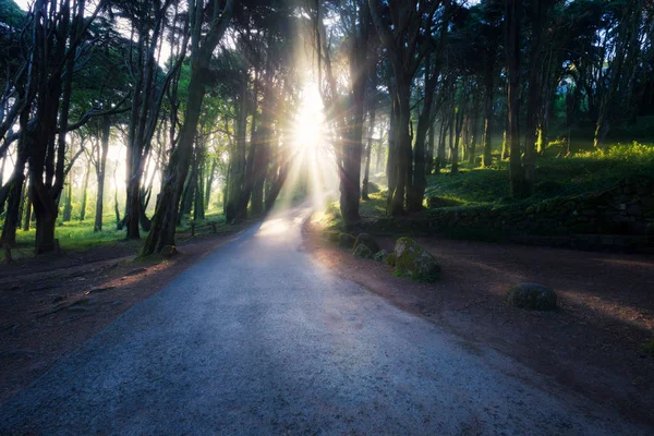 Zonnestralen vallen op het pad in de zomer bos op een mistige ochtend. — Stockfoto