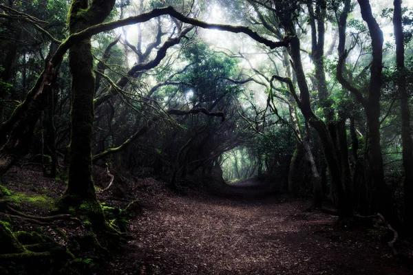 穿过一片黑暗的森林。 多雾的林地景观 — 图库照片