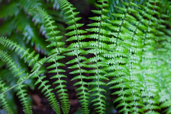 Čerstvé zelené kapradí listy zblízka pohled — Stock fotografie