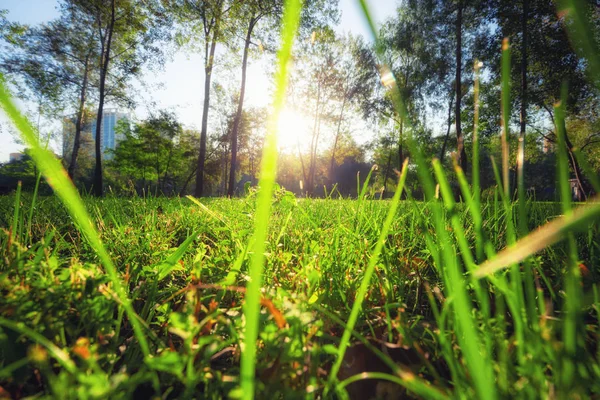 Sunlight in the green forest. Summer and spring time nature. — Stock Photo, Image