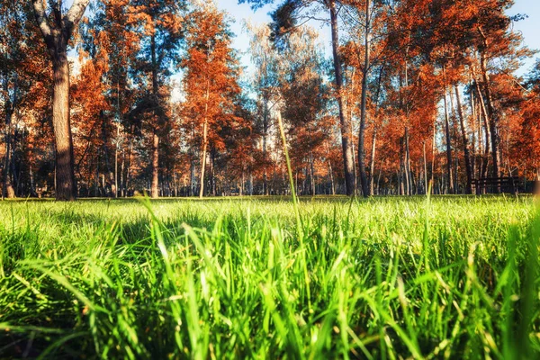 Autunno al parco. Vista da vicino del prato di erba verde — Foto Stock