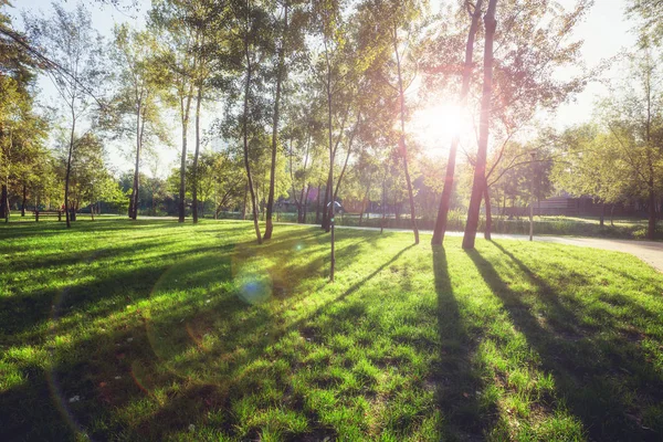 Napsugár a gyönyörű nyári parkban — Stock Fotó