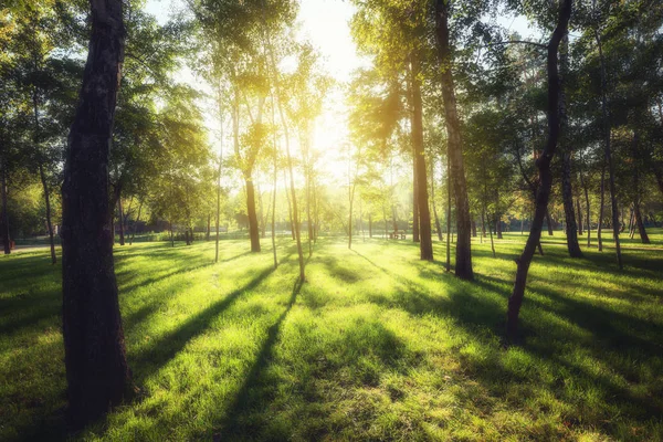 阳光照射在美丽的夏季公园 — 图库照片