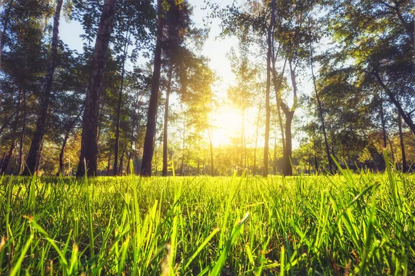 Sunlight in the green forest. Summer and spring time nature. — Stock Photo, Image