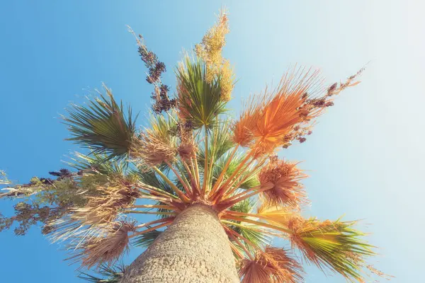 Palm tree in blue sky. Tropical beach background — Stock Photo, Image