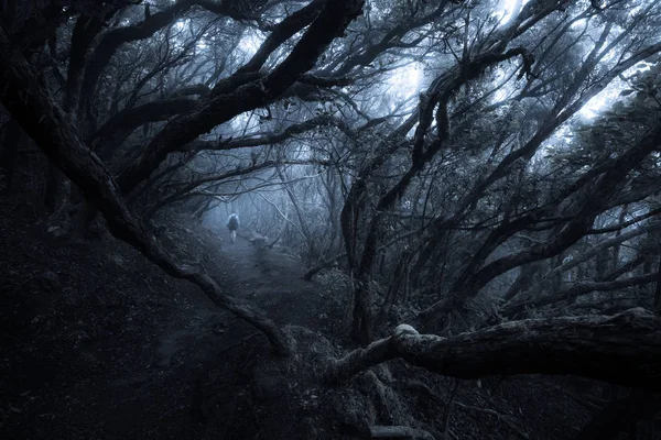 Людина проходить через казковий темний туманний ліс — стокове фото