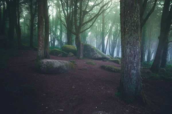 Hermoso bosque místico en una mañana de verano. Paisaje con sendero en bosque de niebla de ensueño —  Fotos de Stock