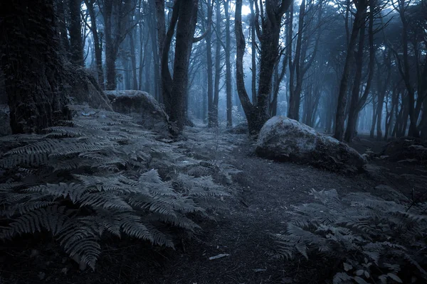 Floresta escura nebulosa assustadora à noite — Fotografia de Stock