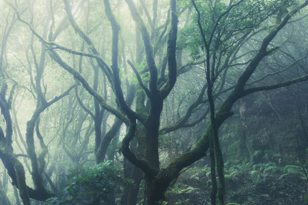 Silhuetas de árvores na floresta nebulosa verde escura — Fotografia de Stock