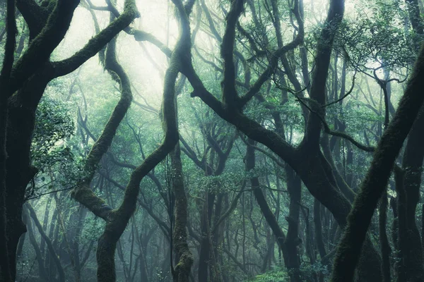 深绿色雾蒙蒙的森林中的树木轮廓 — 图库照片