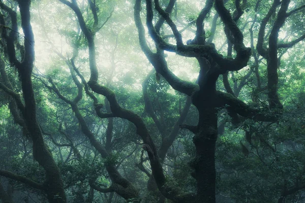 Sylwetki drzew w ciemnozielonym mglistym lesie — Zdjęcie stockowe