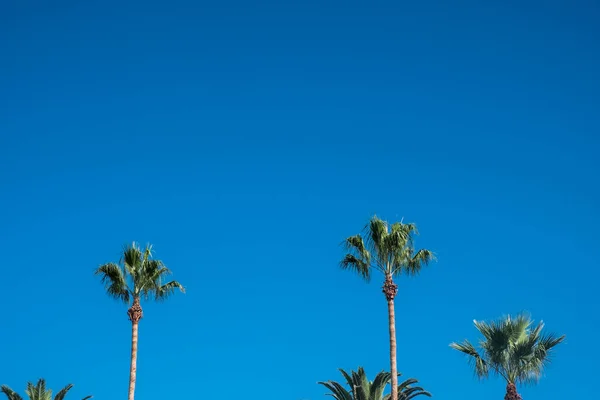 Palm Tres Blue Sky Tropical Beach Background — Stock Photo, Image