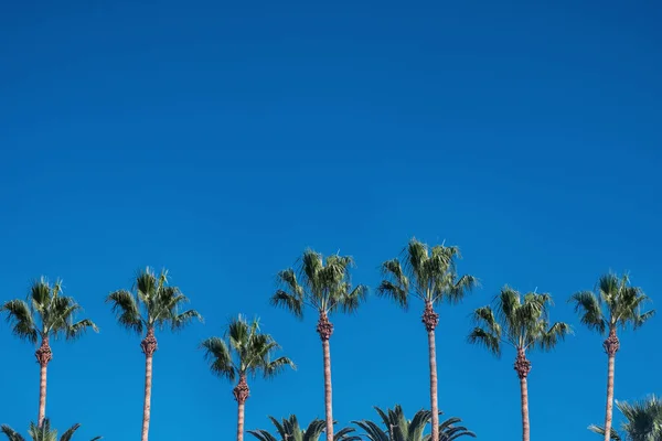 Palma Tres Sobre Cielo Azul Fondo Playa Tropical —  Fotos de Stock