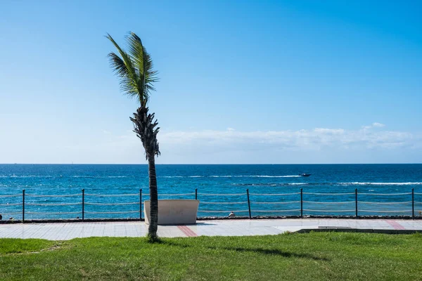 Strand Med Palm Och Hav Teneriffa Canary Island Spanien — Stockfoto