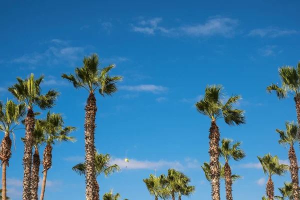 Palm Tres Blue Sky Tropical Beach Background — Stock Photo, Image