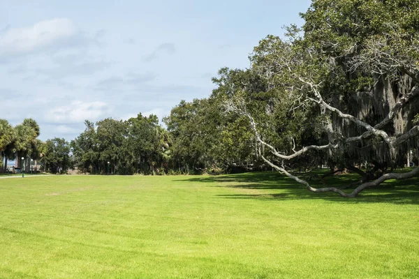 Parc Printemps Vert Avec Herbe Fraîche Arbres Palmiers Beau Fond — Photo