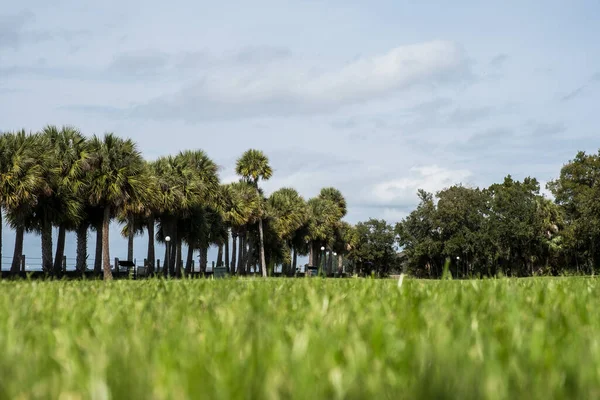 Grüner Frühlingspark Mit Frischem Gras Bäumen Palmen Schöne Natur Hintergrund — Stockfoto