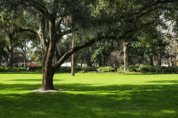 Famous Live Southern Live Oaks Covered Spanish Moss Growing Savannah — Stock Photo, Image