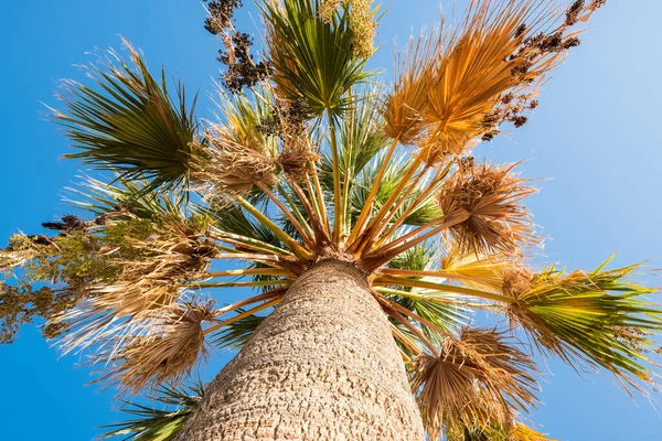 Palma Modré Obloze Tropické Pláže Pozadí — Stock fotografie