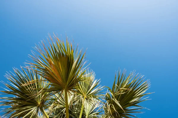 Palma Modré Obloze Tropické Pláže Pozadí — Stock fotografie